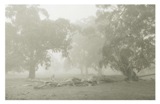 Misty Trees, Kangarilla, SA